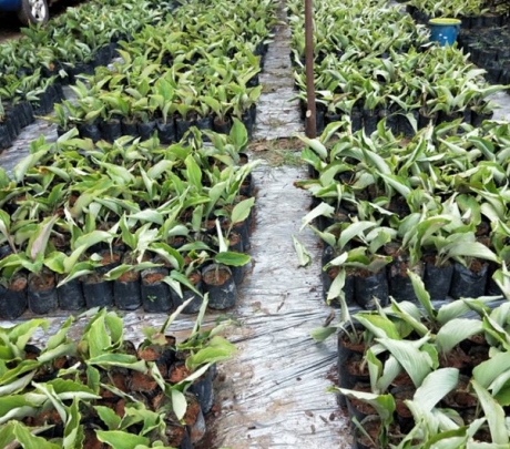 UMK COMMERCIALIZES PLANTS, PRODUCTS BASED ON BLACK TURMERIC