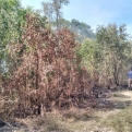 CUACA PANAS DAN KERING PUNCA KEBAKARAN HUTAN GELAM UMK